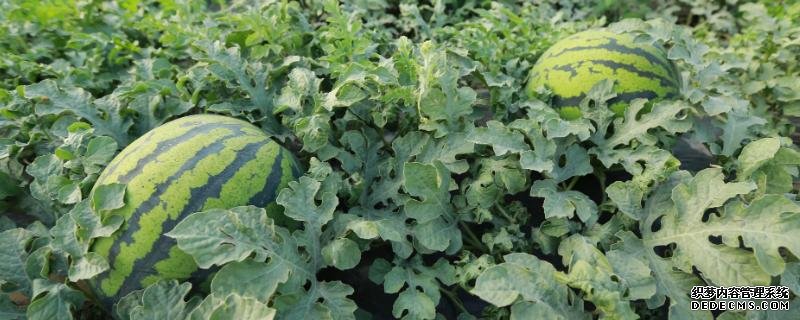 西瓜對生長環(huán)境的要求