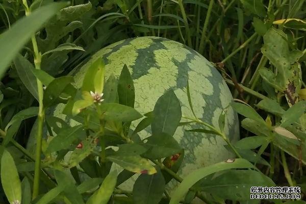 西瓜對生長環(huán)境的要求