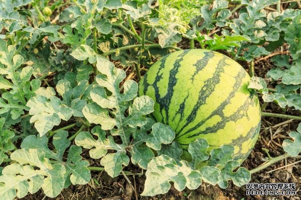 西瓜對生長環(huán)境的要求
