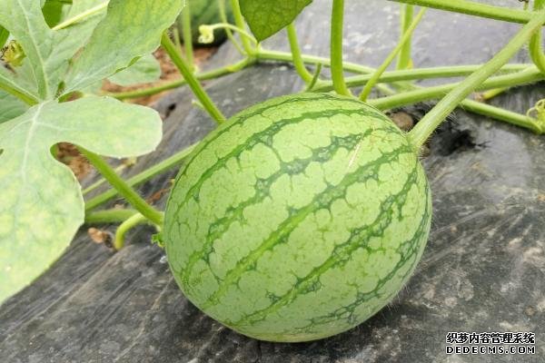 西瓜對生長環(huán)境的要求