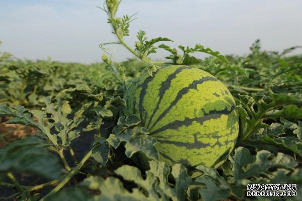 西瓜對生長環(huán)境的要求