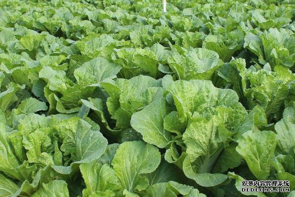 大白菜根腐病如何用藥