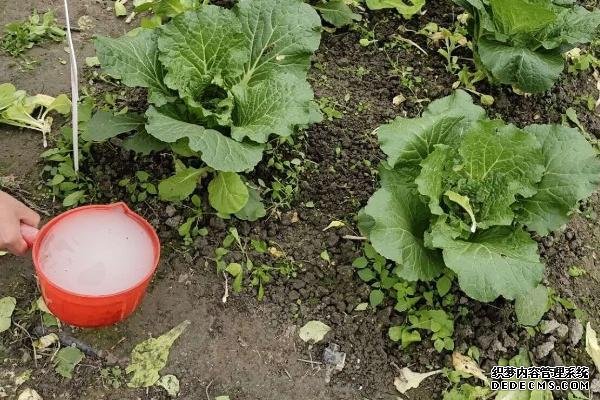 大白菜根腐病如何用藥