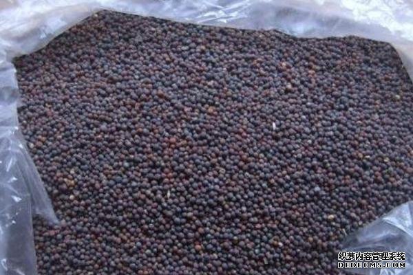 大白菜根腐病如何用藥