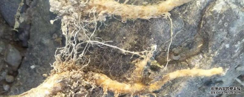 大白菜根腐病如何用藥