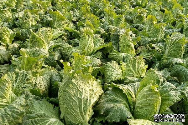 大白菜根腐病如何用藥