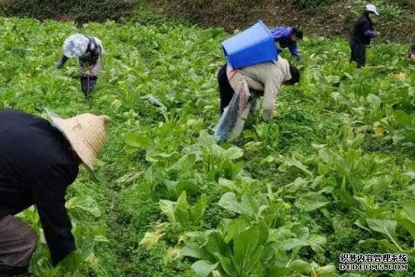 大白菜根腐病如何用藥