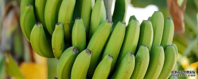 香蕉從種植到成熟需要多久