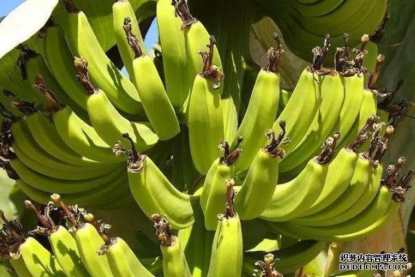 香蕉從種植到成熟需要多久
