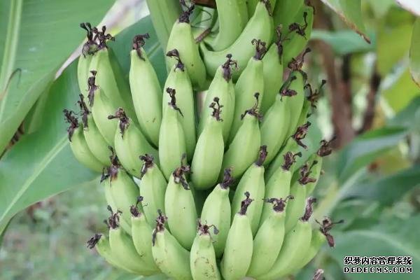 香蕉從種植到成熟需要多久