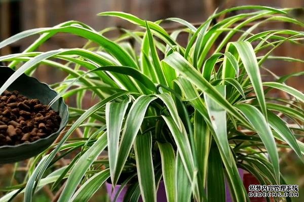 什么是吊蘭，附種植要點