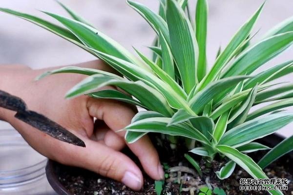 什么是吊蘭，附種植要點