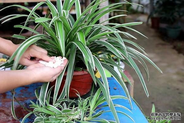 什么是吊蘭，附種植要點