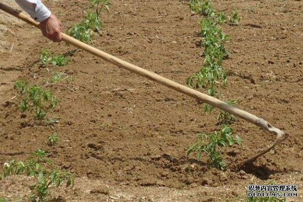 工業(yè)辣椒如何種植及管理