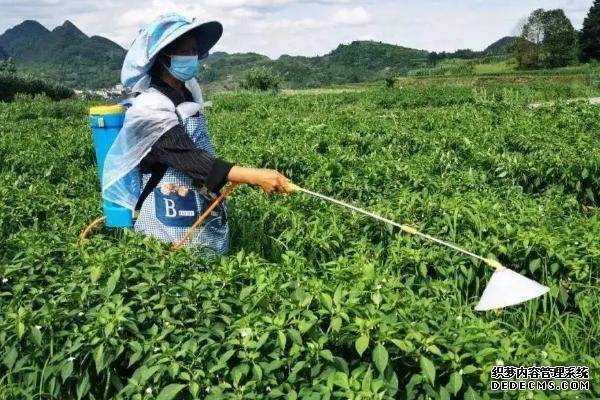 工業(yè)辣椒如何種植及管理