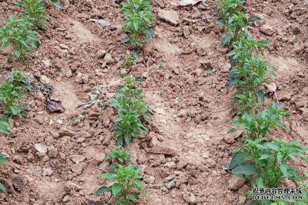 工業(yè)辣椒如何種植及管理