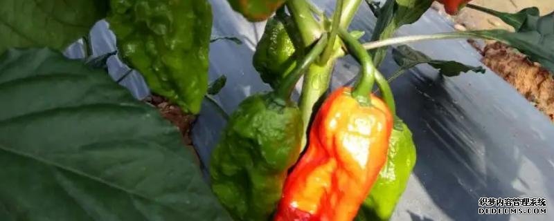 工業(yè)辣椒如何種植及管理