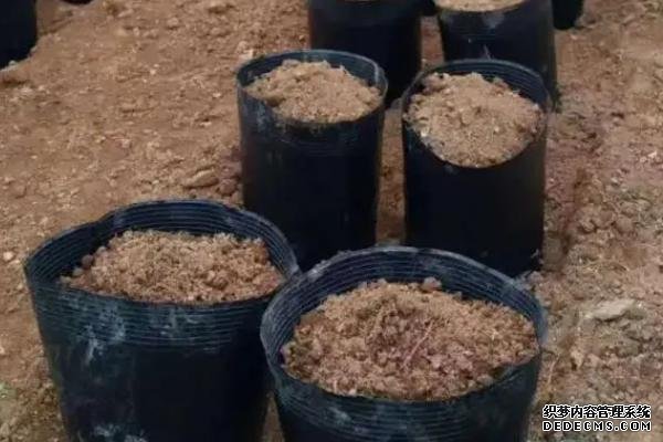 工業(yè)辣椒如何種植及管理