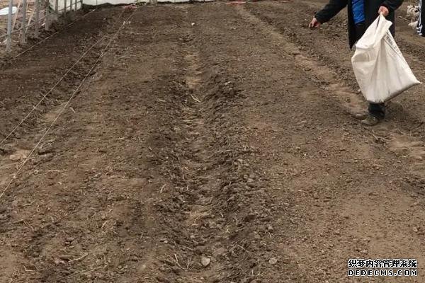 工業(yè)辣椒如何種植及管理