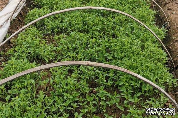 工業(yè)辣椒如何種植及管理