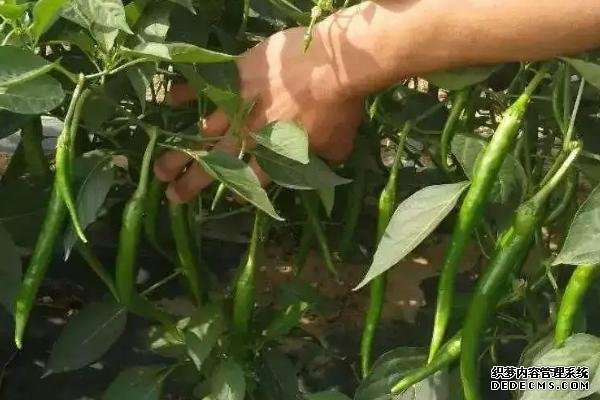 正常生長(zhǎng)的辣椒為何會(huì)死亡