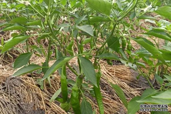 正常生長(zhǎng)的辣椒為何會(huì)死亡