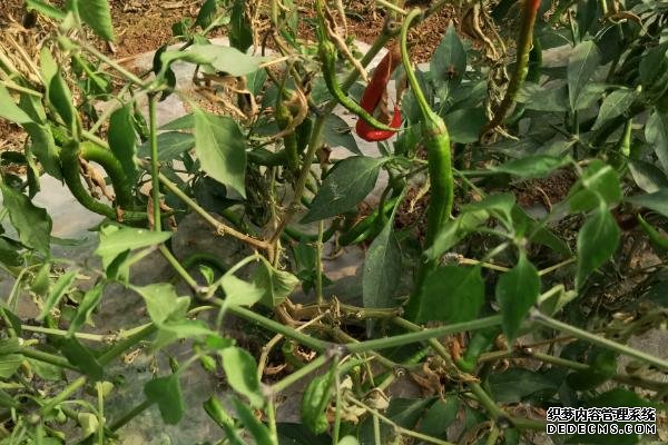 正常生長(zhǎng)的辣椒為何會(huì)死亡