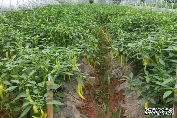 正常生長(zhǎng)的辣椒為何會(huì)死亡