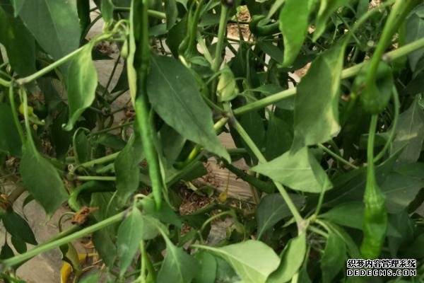 正常生長(zhǎng)的辣椒為何會(huì)死亡
