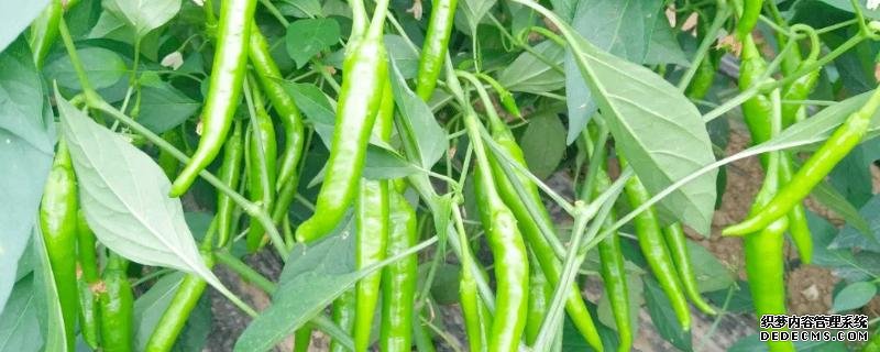 正常生長(zhǎng)的辣椒為何會(huì)死亡