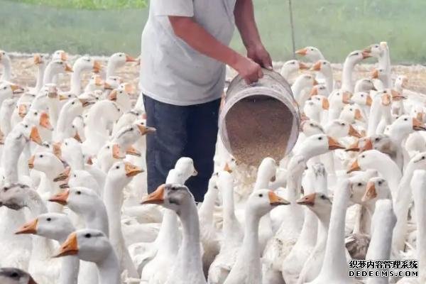 土霉素可以防治鵝哪些疾病