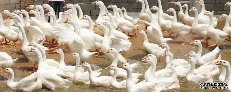 土霉素可以防治鵝哪些疾病