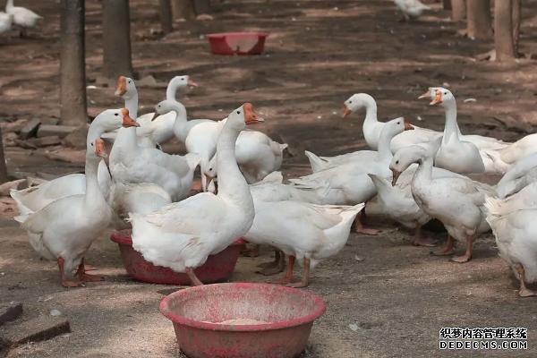 土霉素可以防治鵝哪些疾病