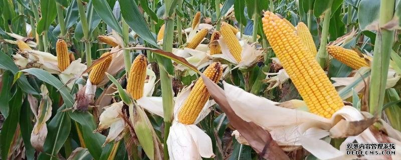 豐度191玉米種的特征特性