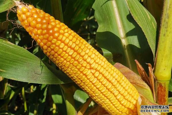 豐度191玉米種的特征特性