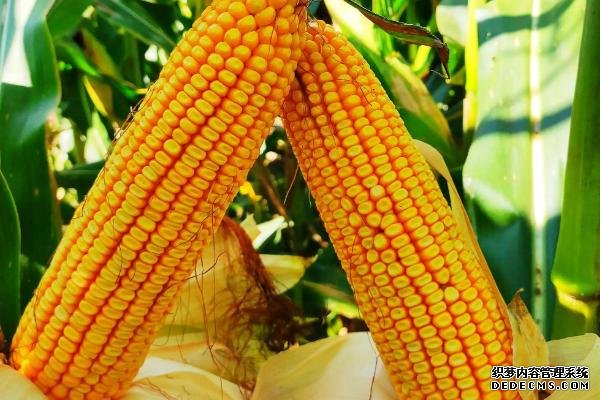 豐度191玉米種的特征特性