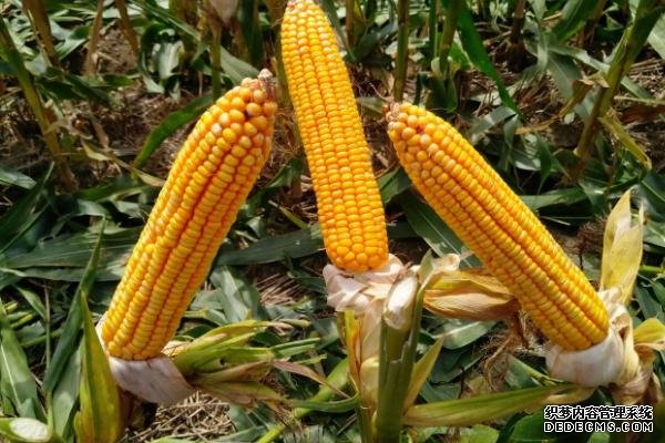 豐度191玉米種的特征特性