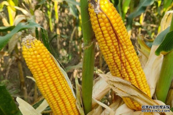 豐度191玉米種的特征特性