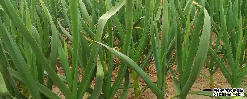 大蒜的種植方法