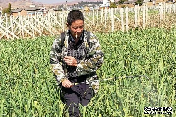 大蒜的種植方法