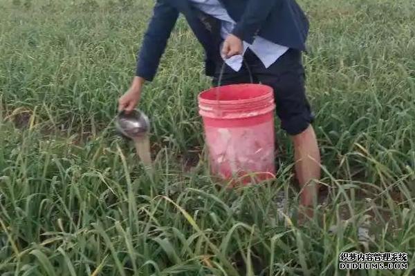 大蒜的種植方法