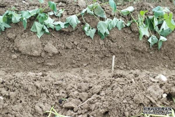 甘薯是不是用莖繁殖