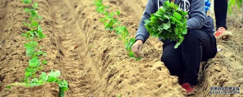 甘薯是不是用莖繁殖