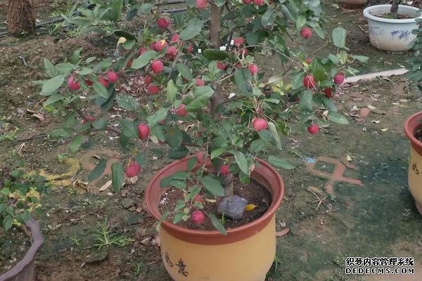 貴人果種植要點(diǎn)，附種植管理