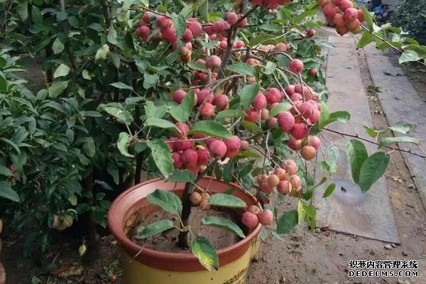 貴人果種植要點(diǎn)，附種植管理