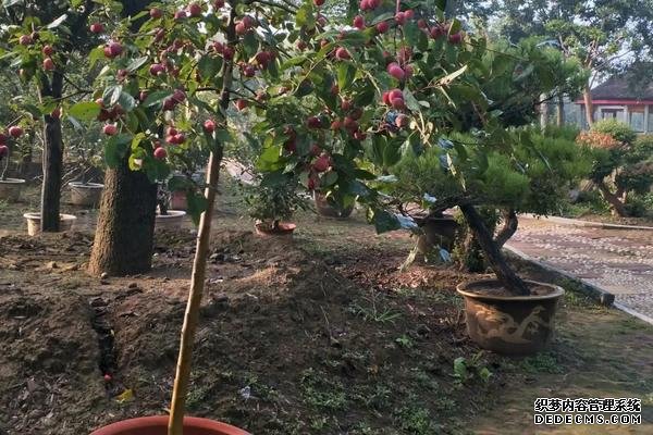 貴人果種植要點(diǎn)，附種植管理