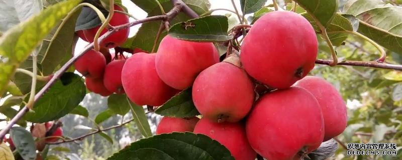 貴人果種植要點(diǎn)，附種植管理技術(shù)