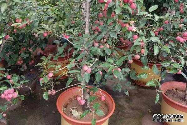 貴人果種植要點(diǎn)，附種植管理