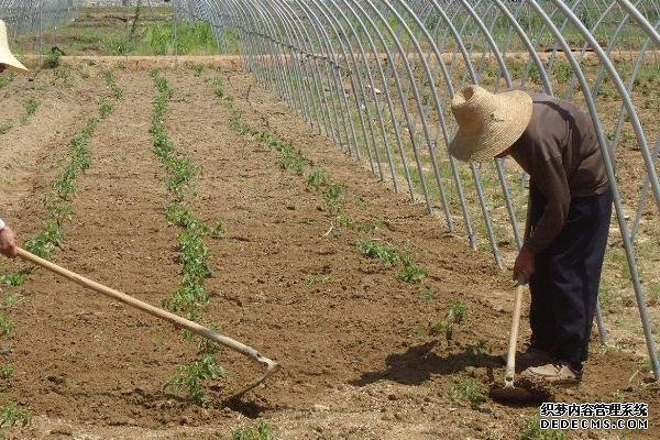 辣椒如何反季節(jié)種植