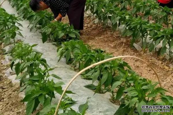 辣椒如何反季節(jié)種植